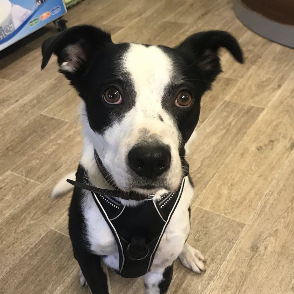 Dog Daycare Cork Dog Grooming and Training Cork Dog Kennels Cork