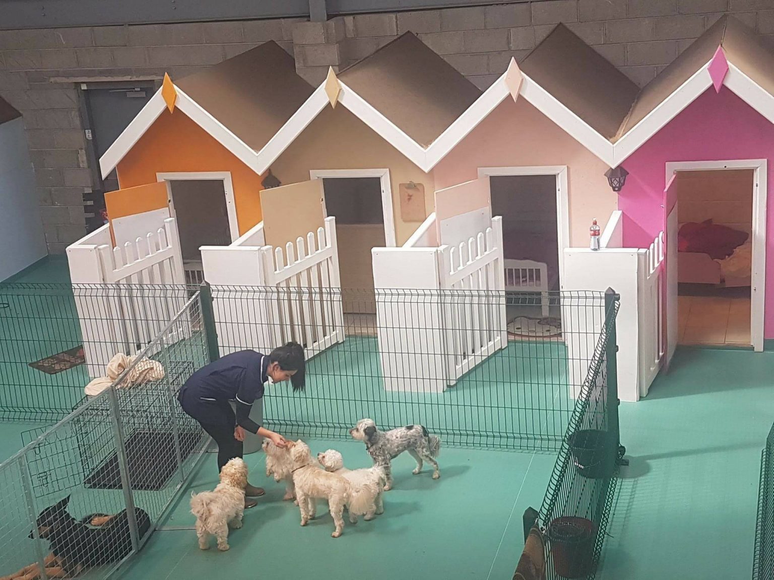 Dog Kennels Cork Dog Boarding Cork Dog Home Boarding