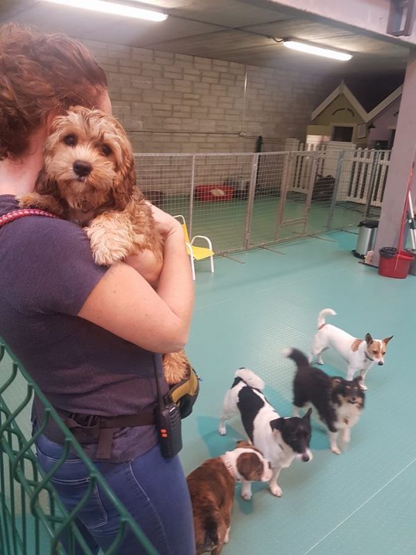 Dog Daycare Cork Dog Grooming and Training Cork Dog Kennels Cork