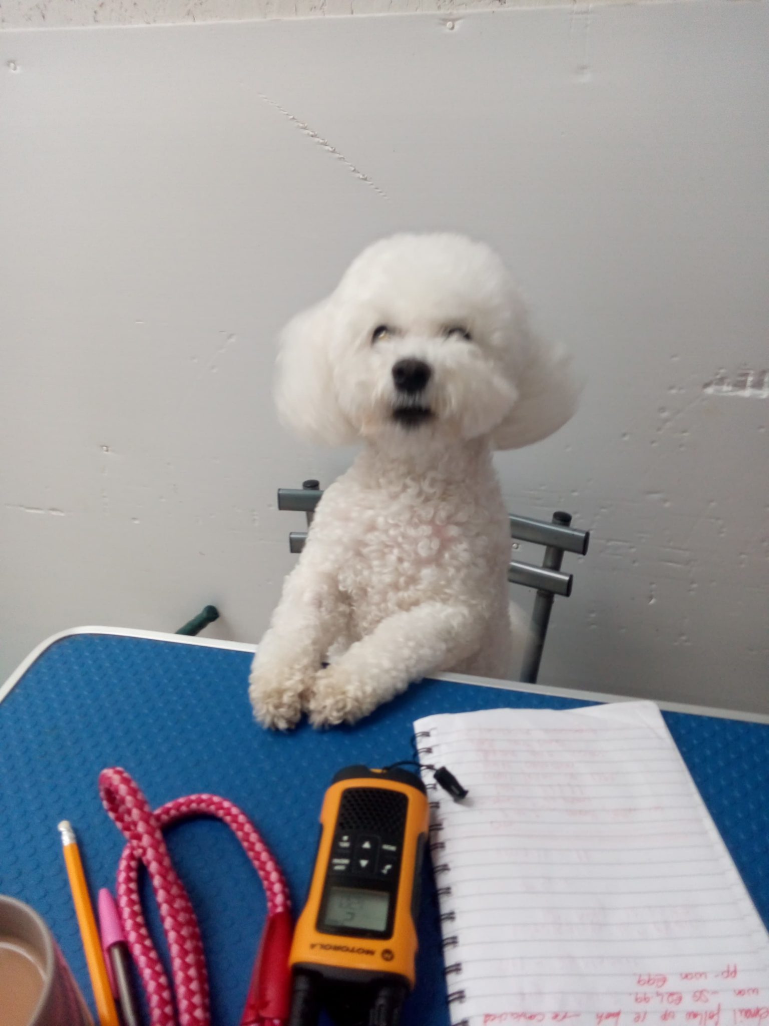 Dog Daycare Cork Dog Grooming and Training Cork Dog Kennels Cork