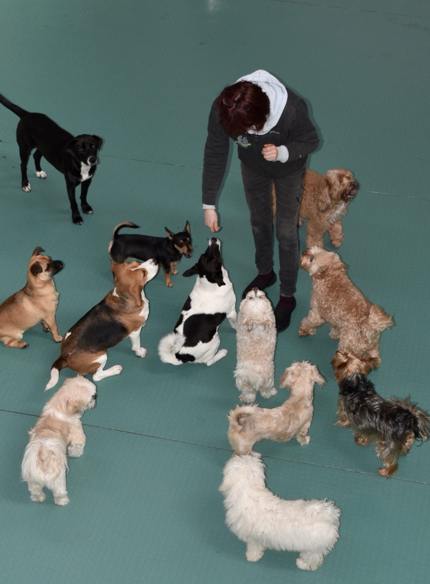 Dog Daycare Cork Dog Grooming and Training Cork Dog Kennels Cork