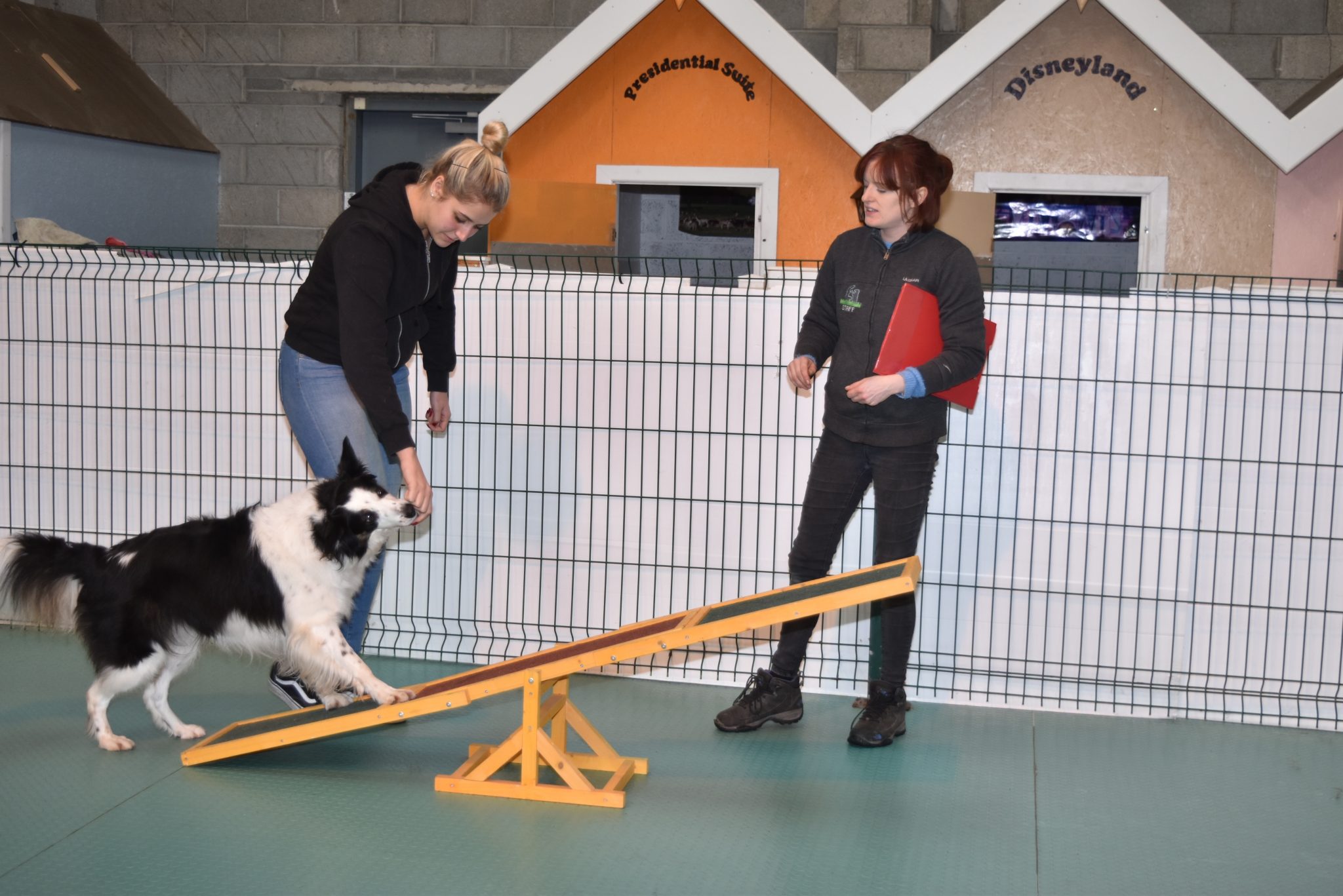 Dog Kennels Cork Dog Boarding Cork Dog Home Boarding