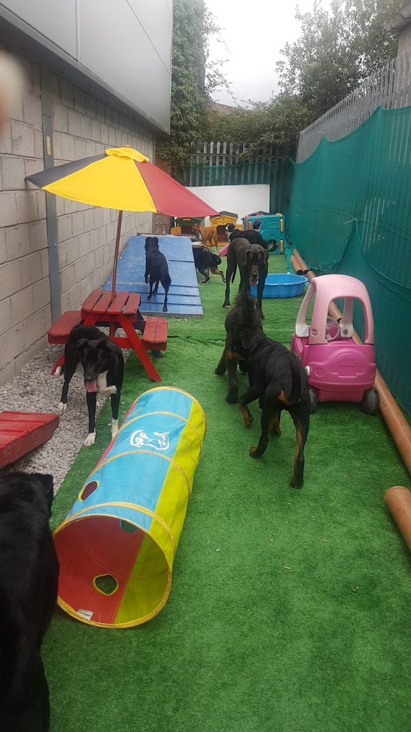 Dog Kennels Cork Dog Boarding Cork Dog Home Boarding