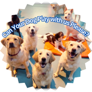 Creedons Social Club