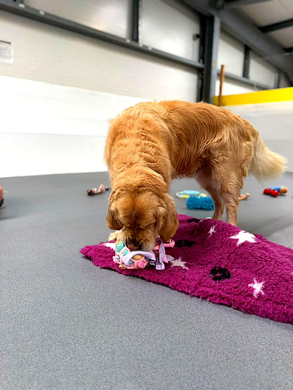 Dog exploring a scent-based enrichment toy