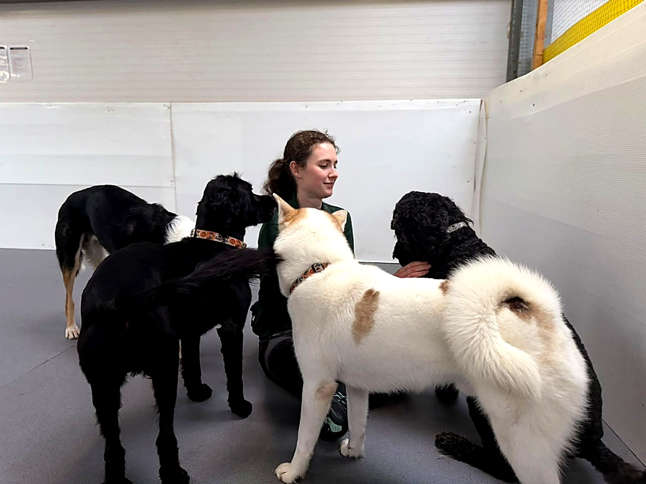 Creedons team member with a group of large dogs