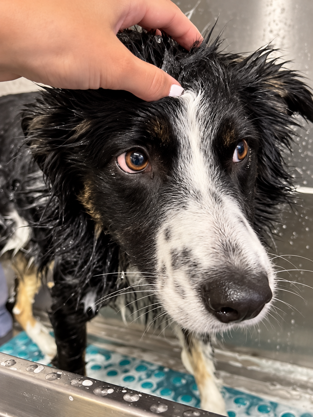 Collie having its long coat washed during grooming