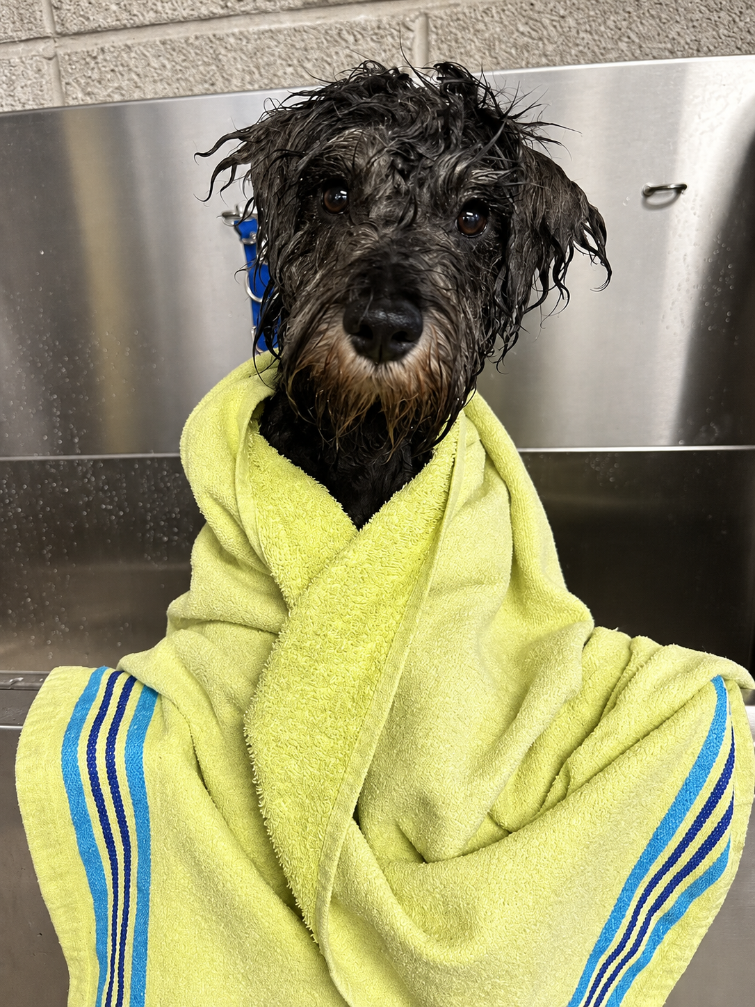 Collie wrapped in a towel after bathing at Creedons grooming salon in Cork