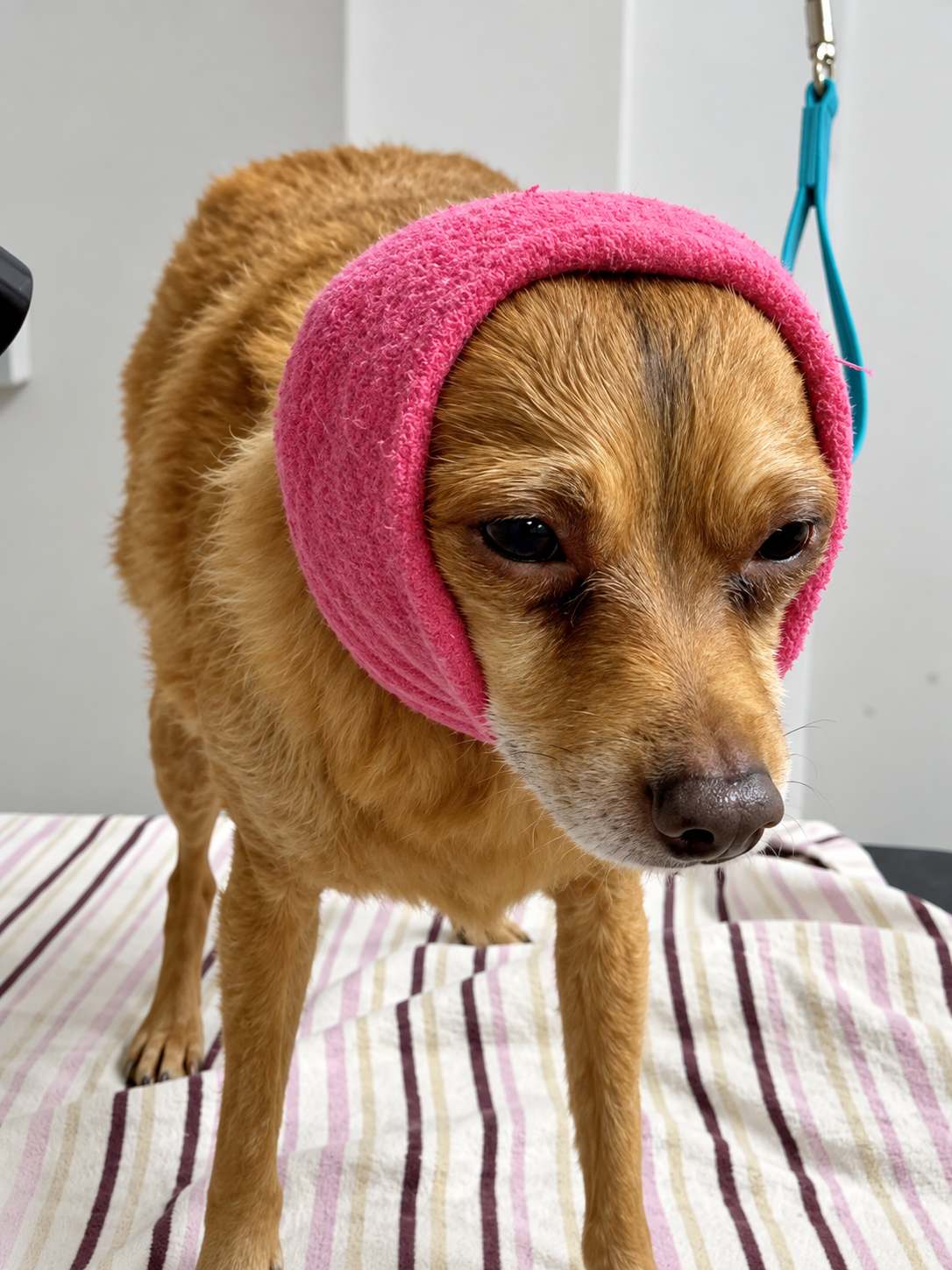 Dog having its coat dried at Creedons