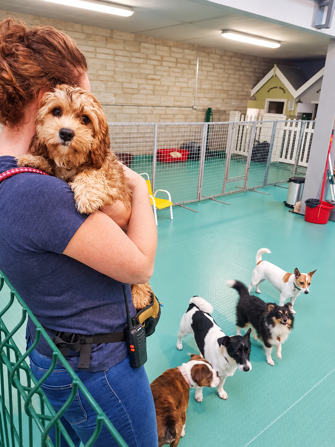 Creedons team member cuddling a small dog with other dogs nearby
