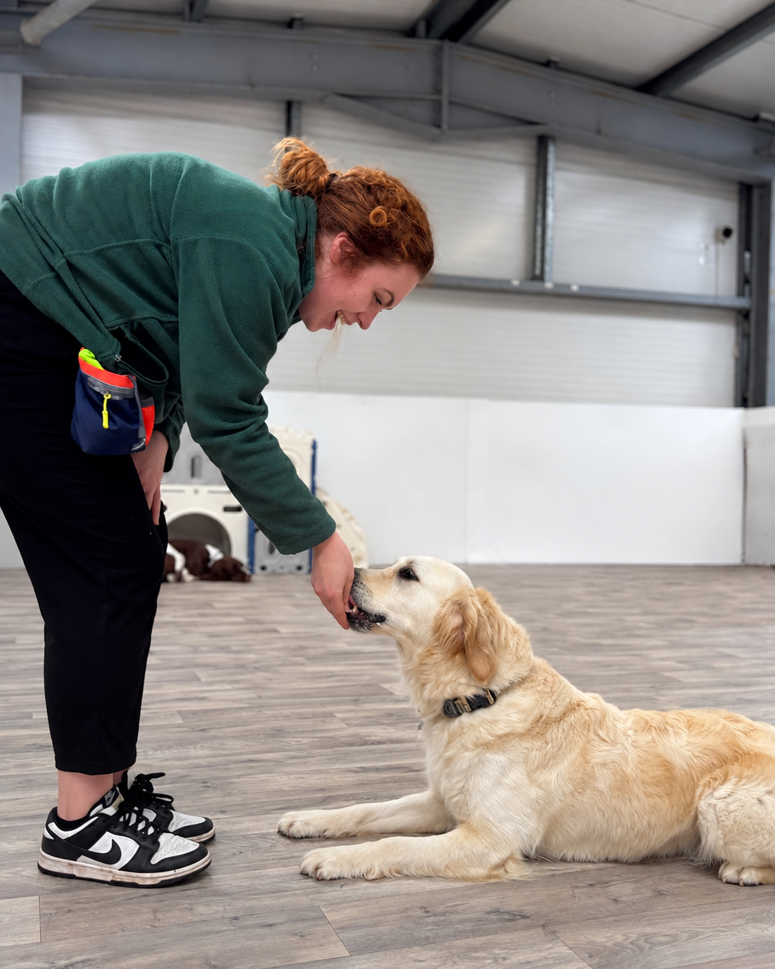 Golden retriever taking part in individual Day School training