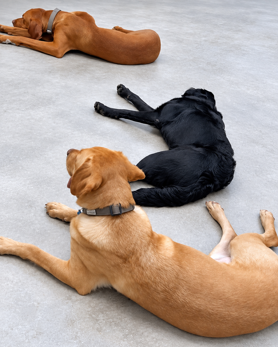 Large dogs resting during daycare