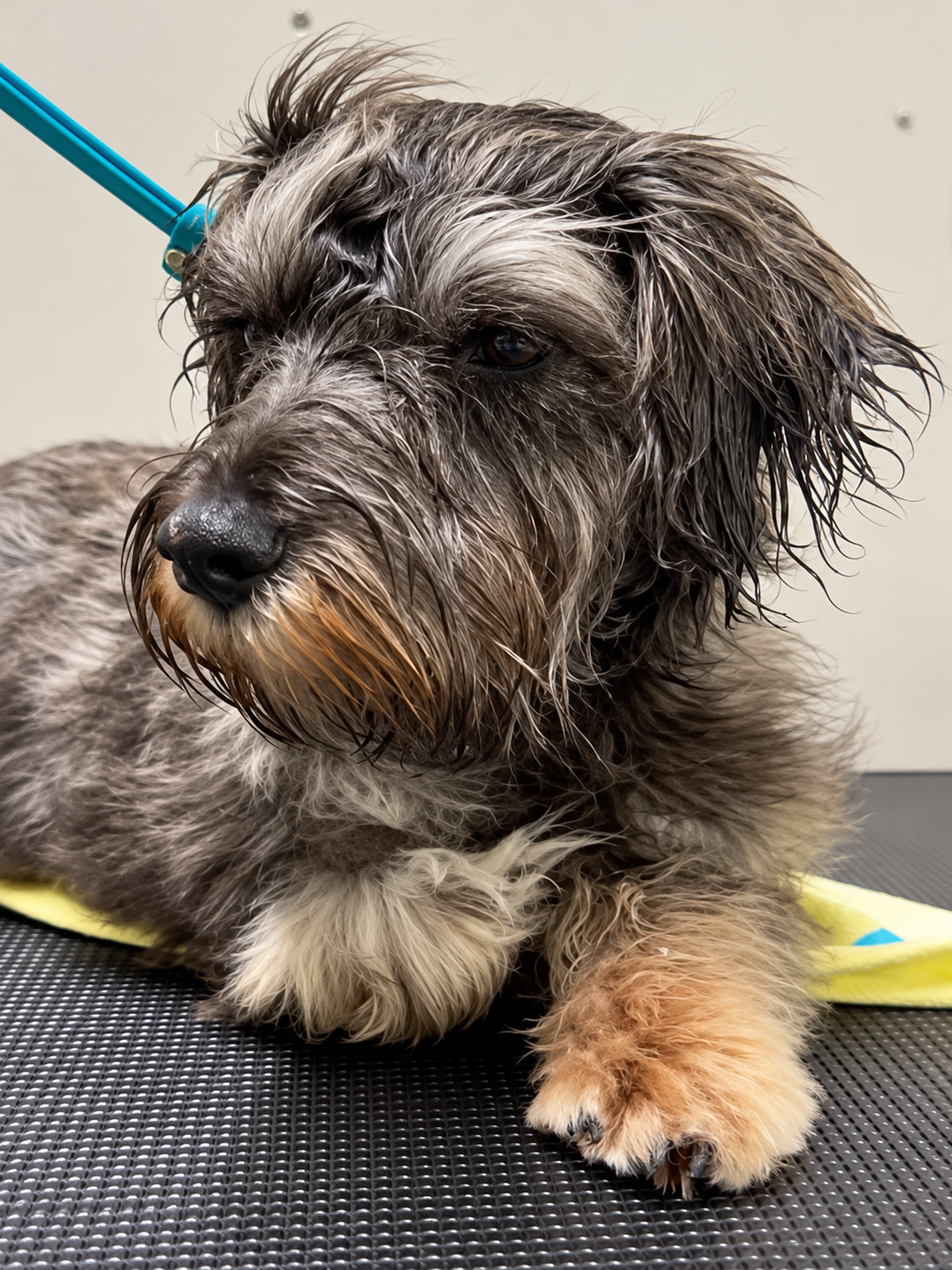Terrier during a professional dog grooming appointment at Creedons Cork