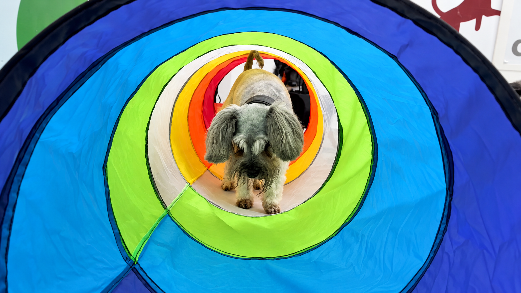 Small dog exploring a colourful activity tunnel at Creedons