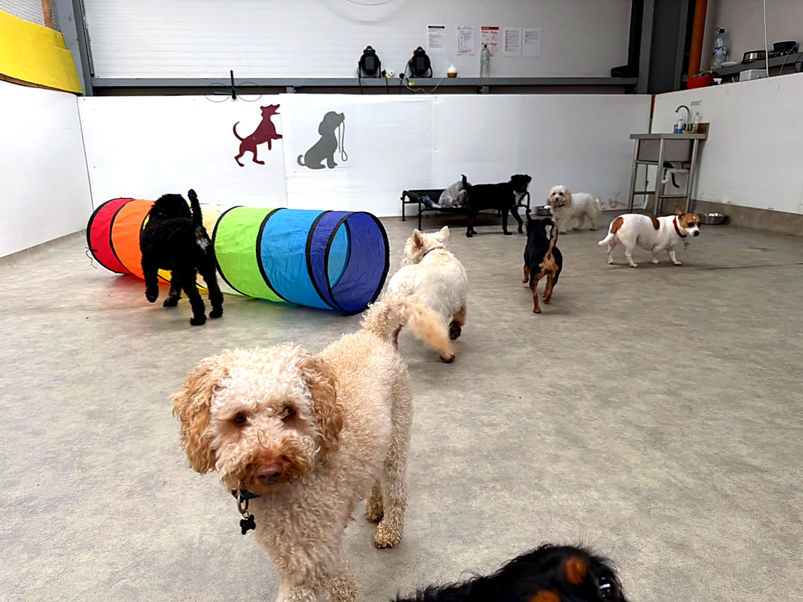 Small dogs enjoying an indoor activity space at Creedons