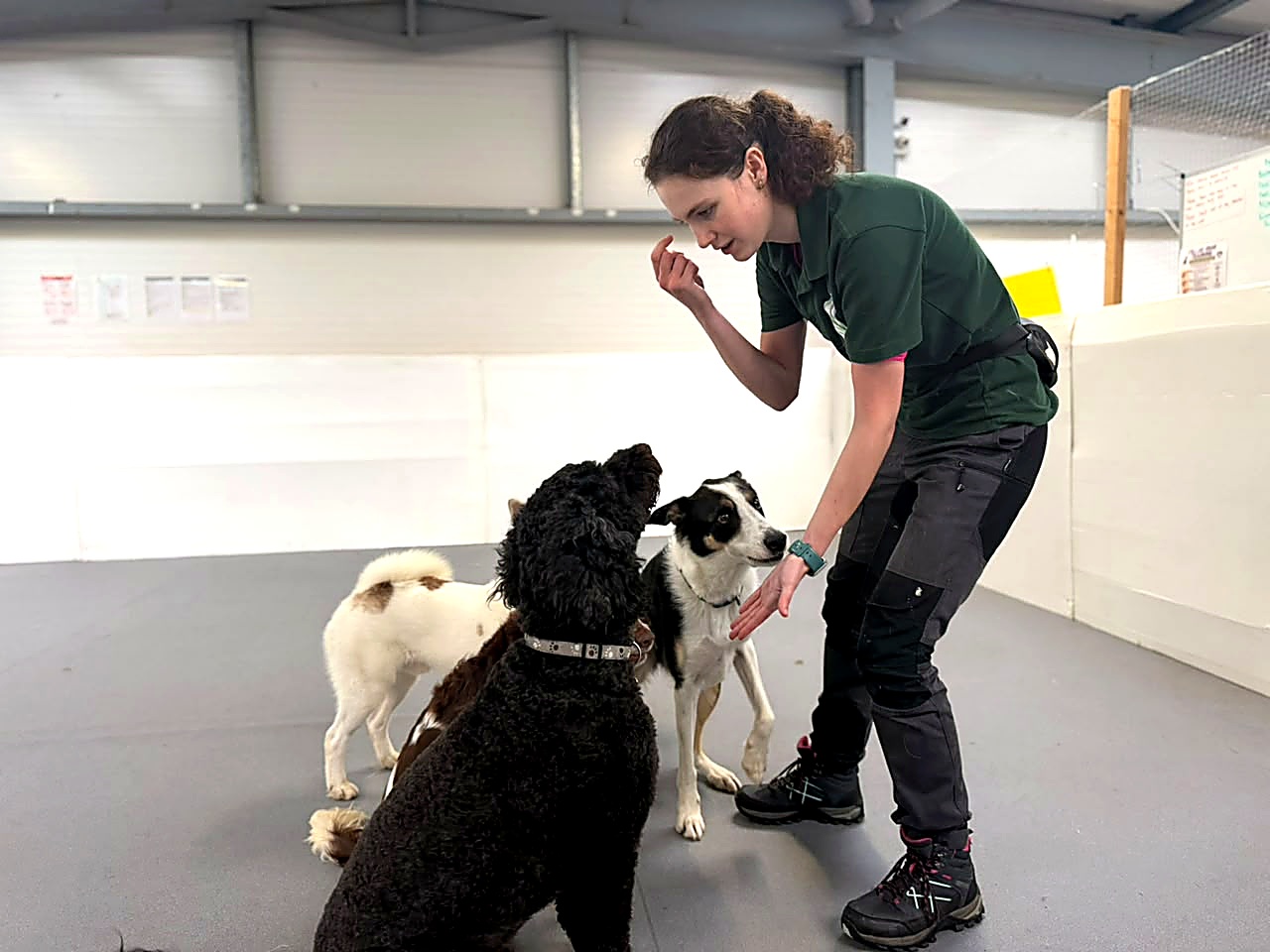 Creedons team member working with dogs using positive reward-based training