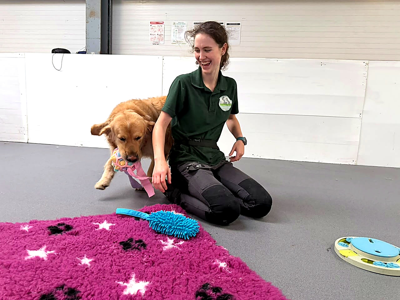 Creedons team member providing an enrichment activity to a retriever