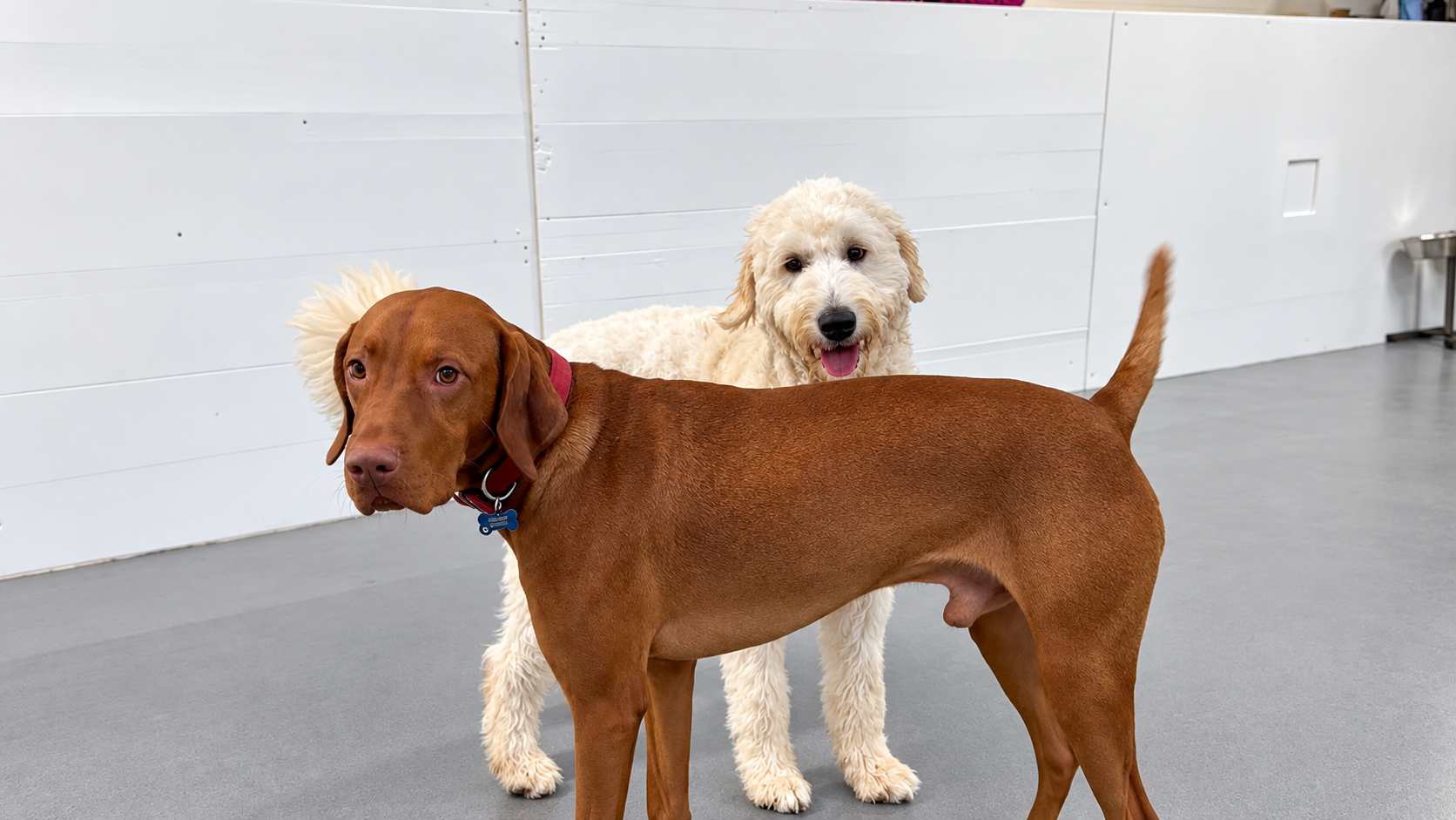 Two happy dogs together at Creedons Dog Care in Cork