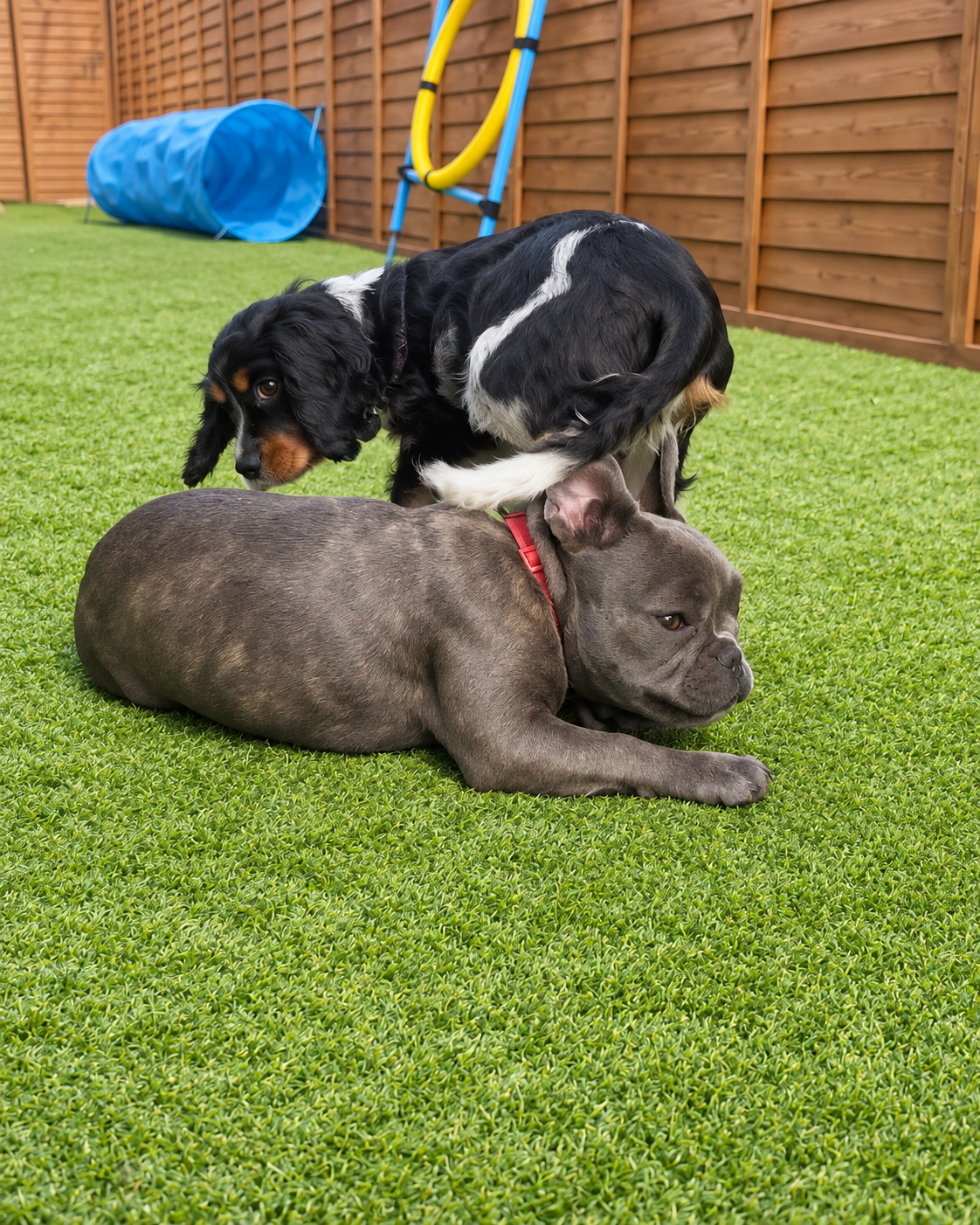Two small dogs playing in the outdoor daycare area